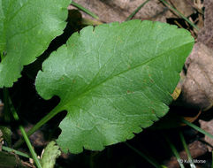 Image of white arrowleaf aster