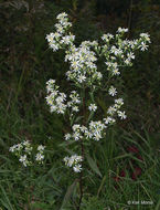 Image of white arrowleaf aster