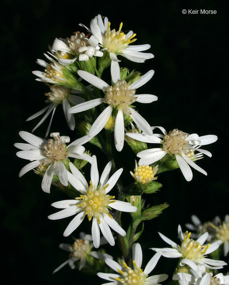 Image of white arrowleaf aster