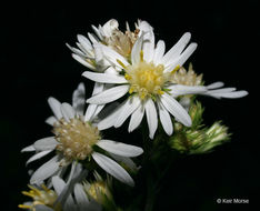 Image of white arrowleaf aster