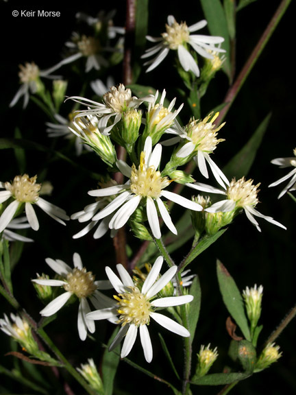 Image of white arrowleaf aster