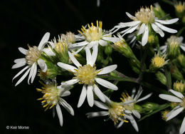 Image of white arrowleaf aster