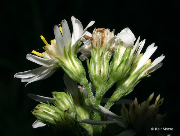 Image of white arrowleaf aster