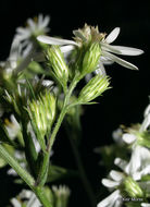 Image of white arrowleaf aster