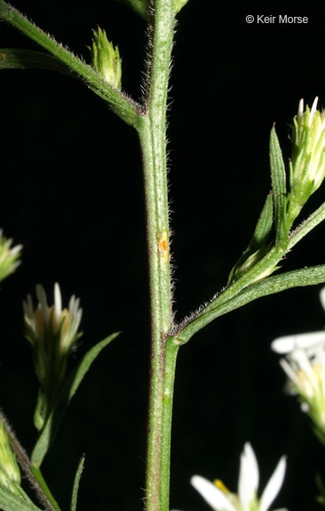 Image of white arrowleaf aster