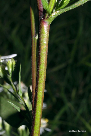 Image of white arrowleaf aster