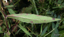 Image of white arrowleaf aster