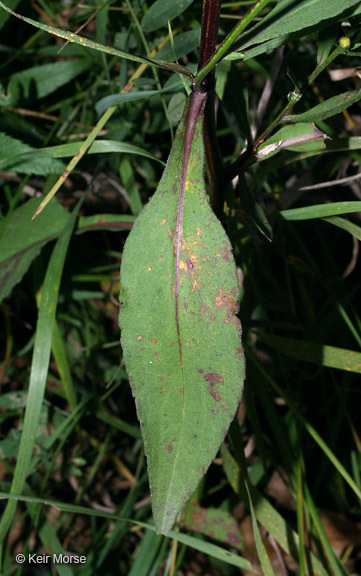 Image of white arrowleaf aster