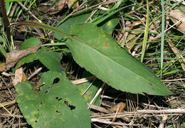 Image of white arrowleaf aster