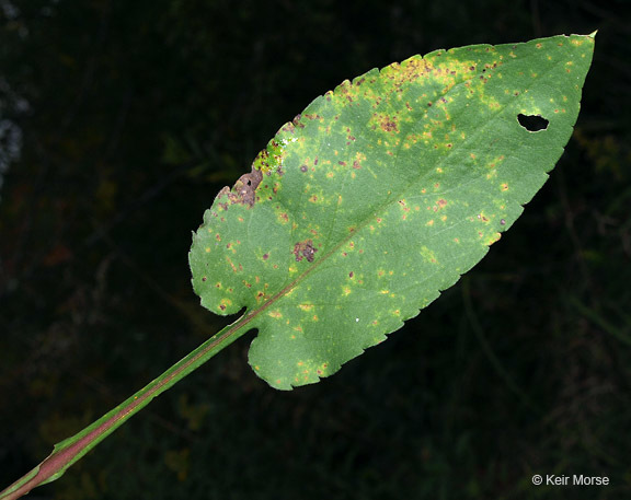 Image of white arrowleaf aster