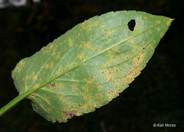 Image of white arrowleaf aster