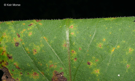 Image of white arrowleaf aster