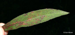 Image of white arrowleaf aster