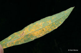 Image of white arrowleaf aster