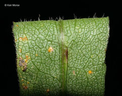 Image of white arrowleaf aster