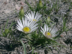 Image of largeflower Townsend daisy