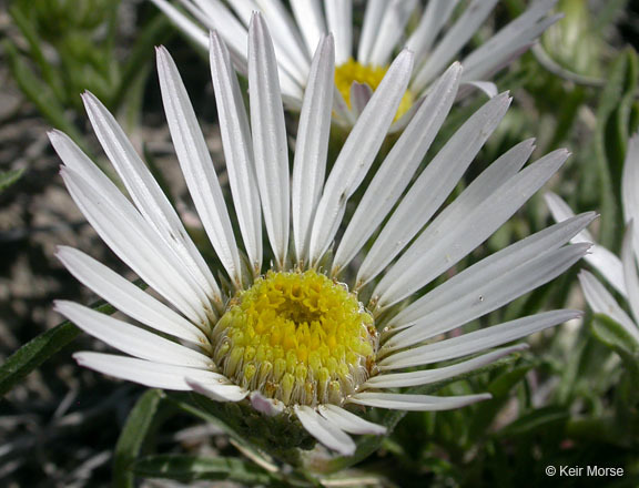 Image of largeflower Townsend daisy