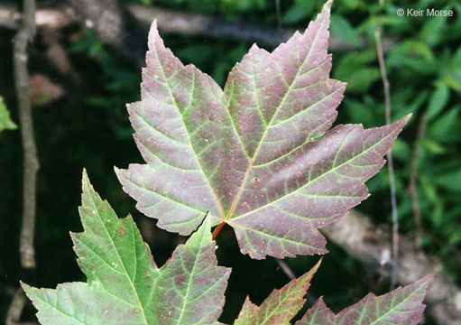 Image of Red Maple