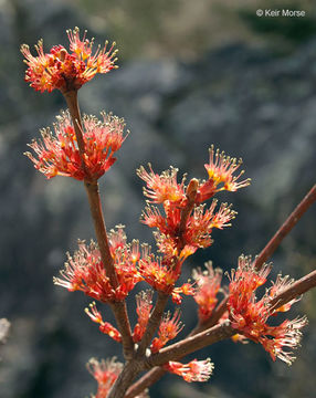 Image of Red Maple