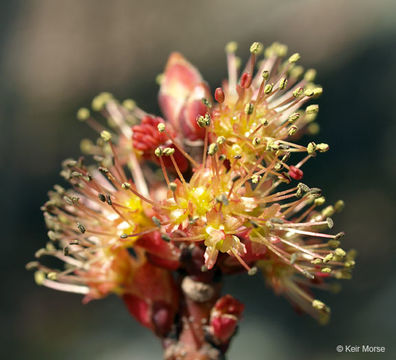 Image of Red Maple