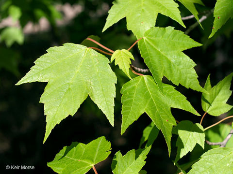 Image of Red Maple