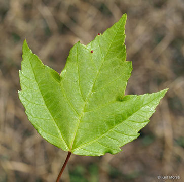 Image of Red Maple