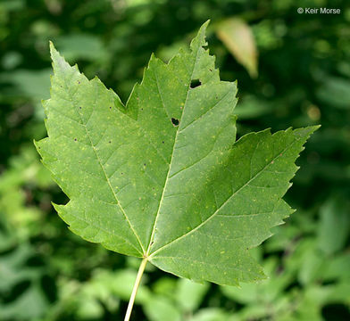 Image of Red Maple