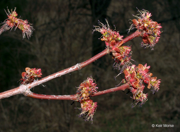 Image of Red Maple