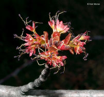 Image of Red Maple