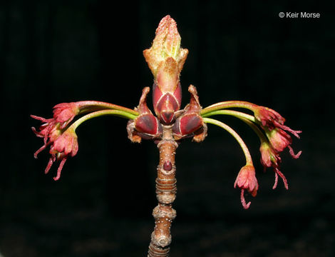 Image of Red Maple