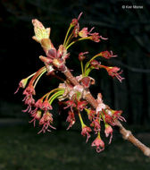 Image of Red Maple