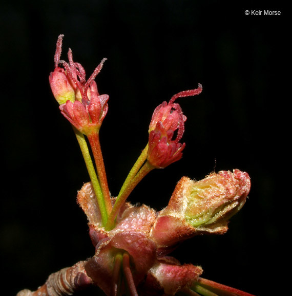 Image of Red Maple