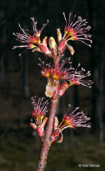 Image of Red Maple