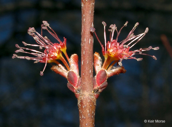 Image of Red Maple