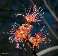 Image of Red Maple