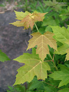 Image of silver maple