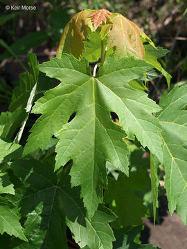 Imagem de Acer saccharinum L.