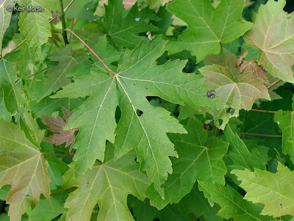 Image of silver maple