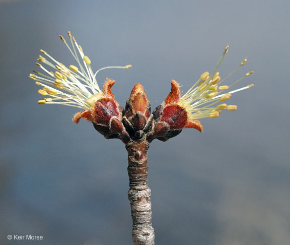 Imagem de Acer saccharinum L.