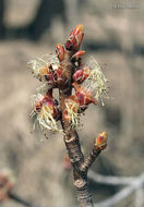 Imagem de Acer saccharinum L.