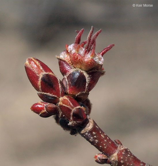 Imagem de Acer saccharinum L.