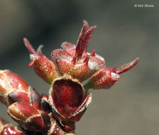 Imagem de Acer saccharinum L.