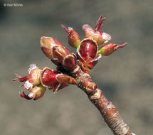 Imagem de Acer saccharinum L.