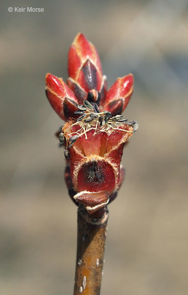 Imagem de Acer saccharinum L.