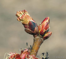 Imagem de Acer saccharinum L.