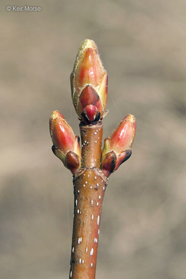 Imagem de Acer saccharinum L.