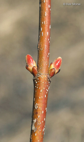 Imagem de Acer saccharinum L.