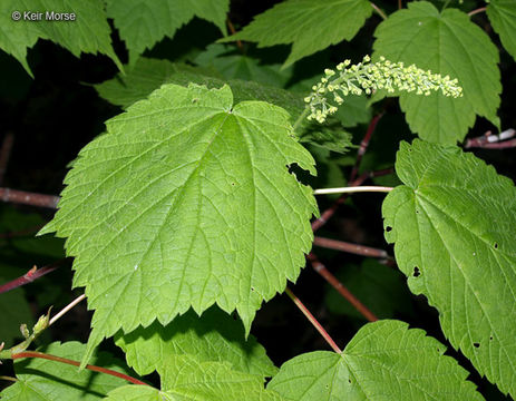 Image of mountain maple