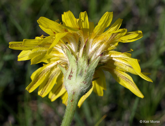 Image of pale agoseris