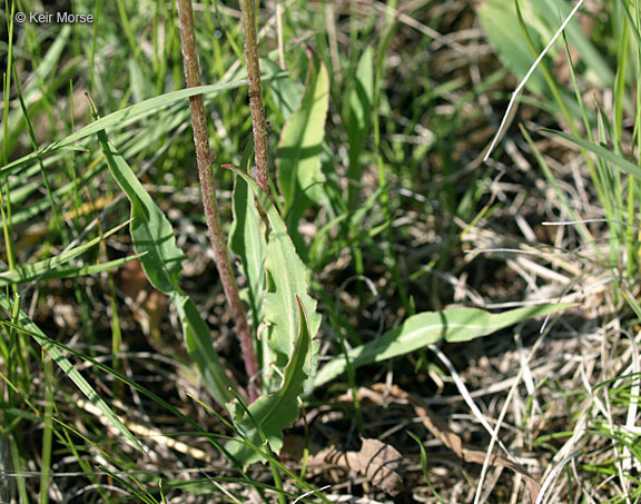 Image of pale agoseris